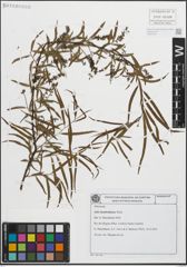 Foto von Salix humboldtiana Willd.
